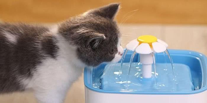 A Importância da Água para seu Pet